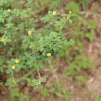 Stylosanthes fruticosa (Retz.) Alston